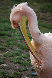 Pelican, preening, rosenrød pelican, fuglen, fly, vinger, fjær