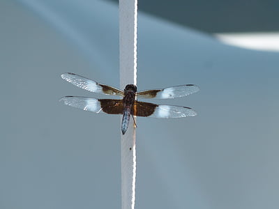 insect, dragonfly, water bug, bug, nature, wing, damselfly