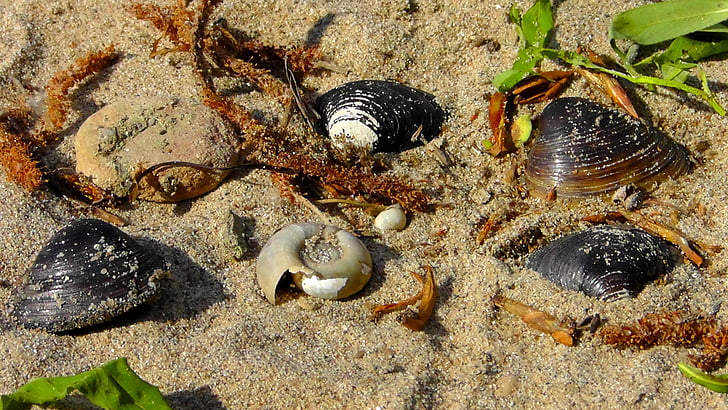 หอยแมลงภู่, flotsam, ชายหาด, ทราย, หอยทาก, เชลล์, สัตว์ทะเล