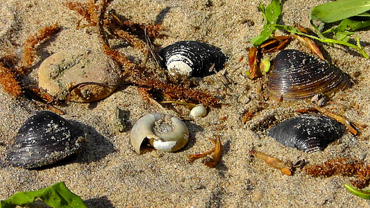 mosselen, Flotsam, strand, zand, slak, shell, zeedieren