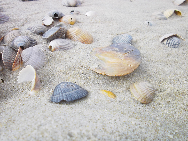 shell, strand, zand, vakantie, zee, zandstrand, huisvesting