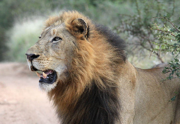 cabeza de León, León macho, León, flora y fauna, depredador, León - felinos, África