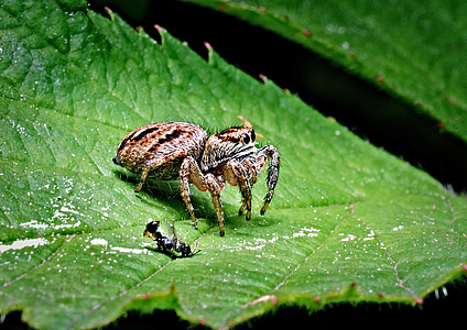Spider, obeť, makro, hmyzu, Príroda, detailné, Zelená