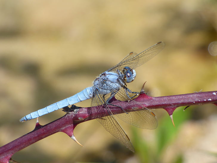 orthetrum coerulescens, blue dragonfly, thorns, blackberry, wetland, branch, dragonfly