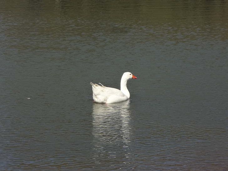 duck, lake, groves of palermo, waterfowl, white bird