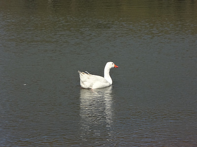 Kaczka, Jezioro, gaje w palermo, ptactwa wodnego, biały ptak