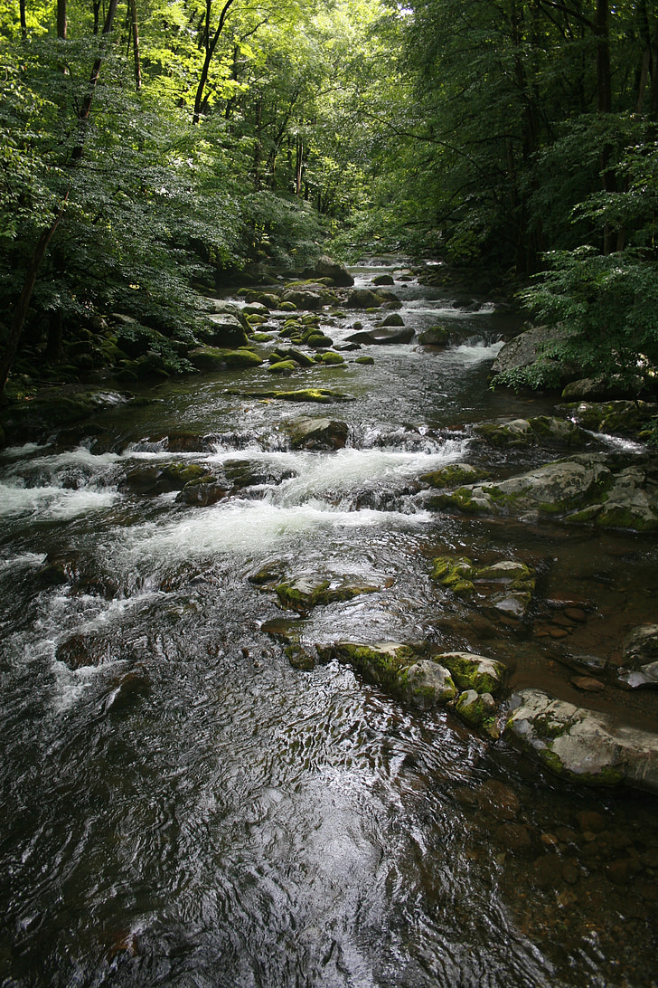 strumień, lasu, Natura, wody, zielony, Creek, piękne