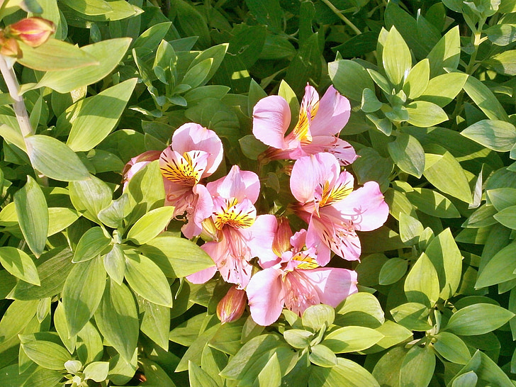 alstroemeria, 핑크 꽃, 여름 꽃