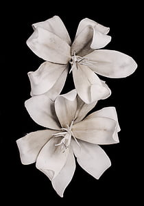 valkoinen, Blossom, Bloom, kukka, mustalla taustalla, eristetty mustalla, yhtenä objektina