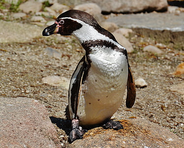 pingvīns, piemīlīgs, putns, dzīvnieku, spalvas, ūdensputnu, jauks