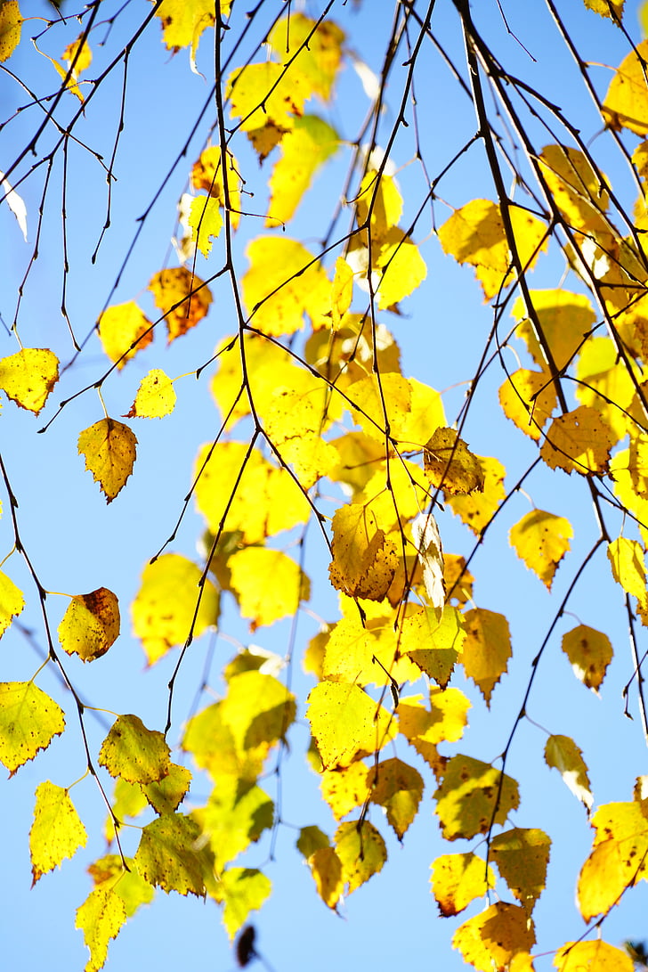 kĺb-breza, breza, jeseň, listy, Lístie pádu, Gold, žltá