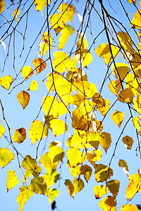 zablokuje bříza, bříza, podzim, listy, padajícího listí, zlato, žlutá