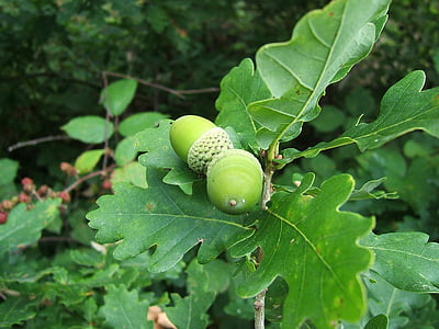 acorn, fruit, oak