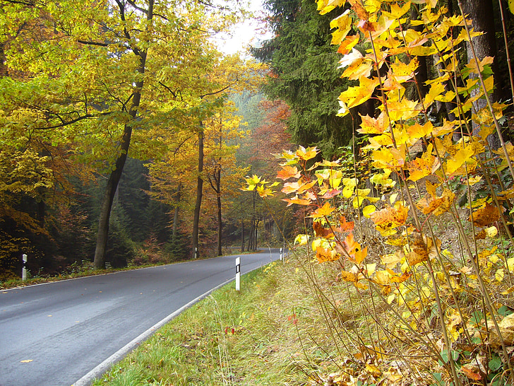 carretera, tráfico, kirnitzschtal, otoño, hojas