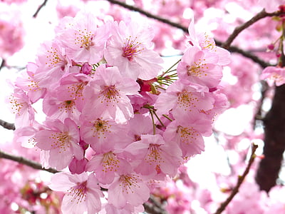 Сакура, Весел цвят, небе, Пролет, дърво, розово, природата