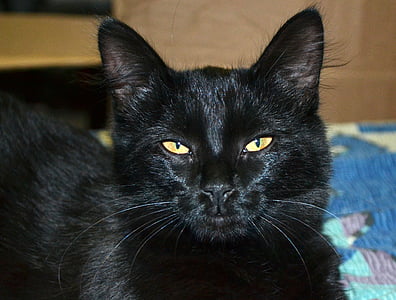 con mèo, màu đen, đôi mắt, tai, động vật