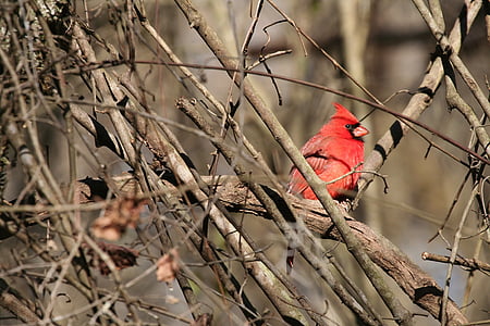 Cardeal, do Norte, macho, Redbird, vida selvagem, pássaro, empoleirado