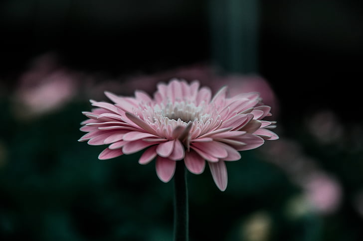 merah muda, Gerbera, bunga, Tutup, foto, bunga, alam