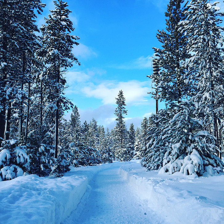 talvi, lumi, puut, Luonto, kylmä, sininen, Frost