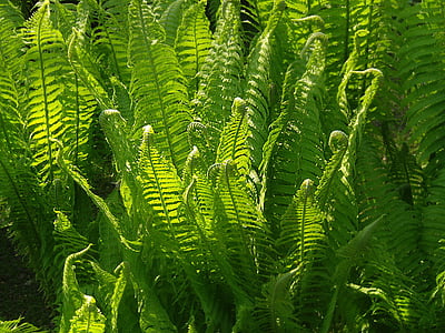 fern, green, nature, plant, fern plant, fiddlehead, roll out