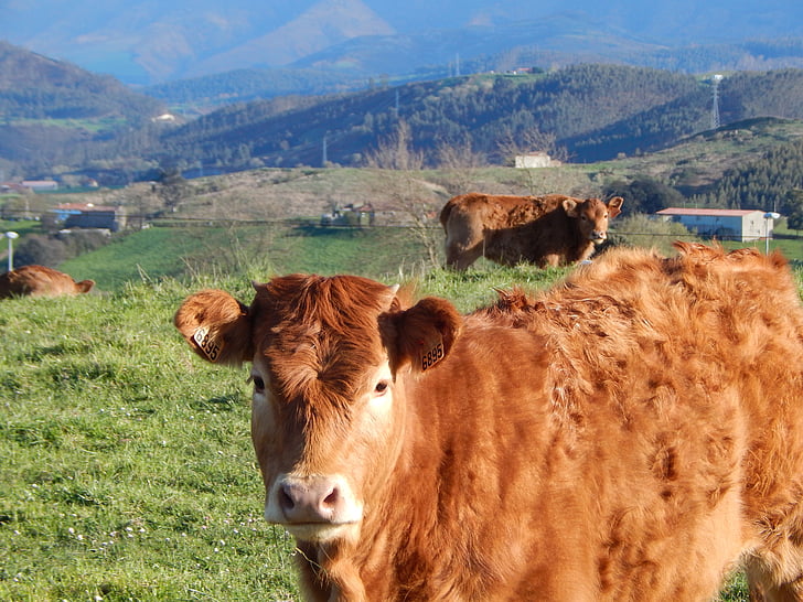 vaca, prados de la, naturaleza, ganado, campo, verde, paisaje