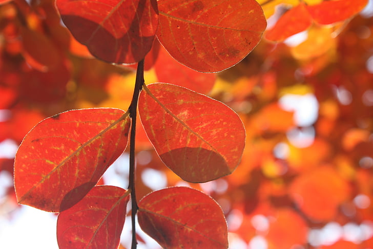pozostawia, jesień, czerwony, drzewo