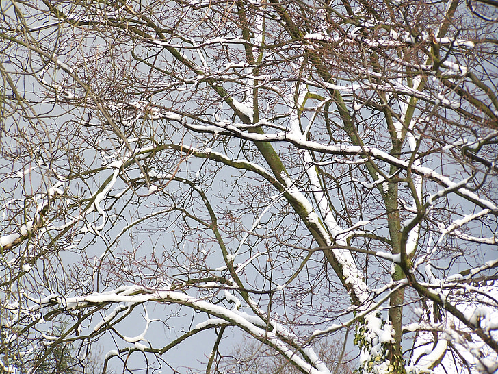 zimné, Zimný Les, stromy, sneh, sneženie, po, mrazivé