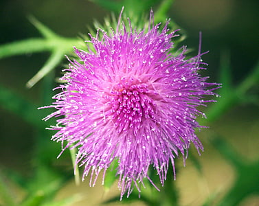 thistle, bloom, flower, weed, plant, natural, flora