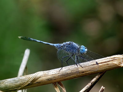 diplacodes trivialis, dragonfly, insect, branch, woods, twig, macro