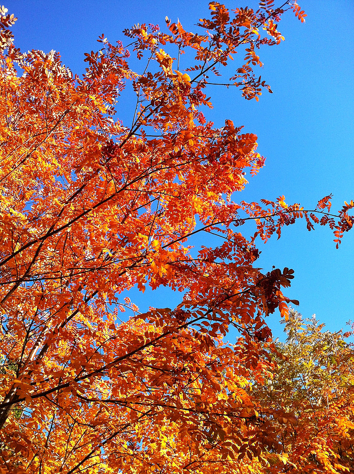 golden autumn, blue sky, autumn forest