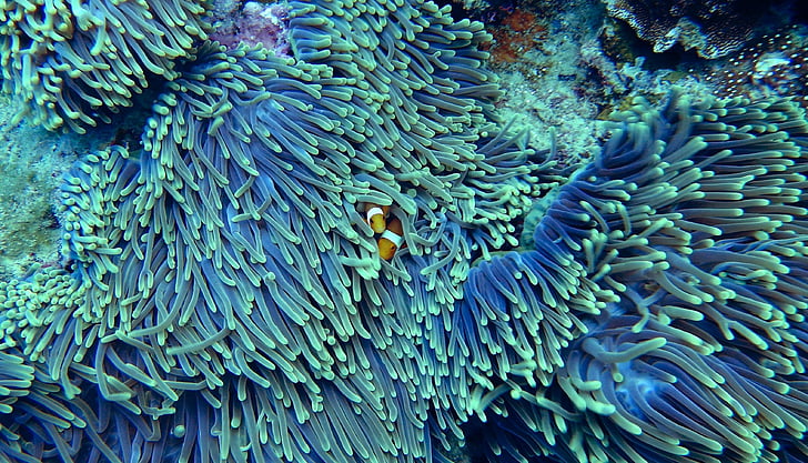 eau, coraux, sous l’eau, l’eau claire, poisson clown, corail mou, récif
