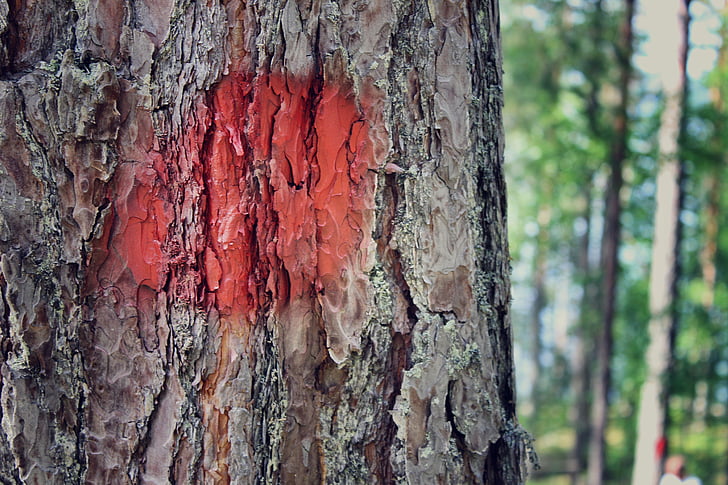 дърво, червен, маркираните дърво, природата, едър план, лято