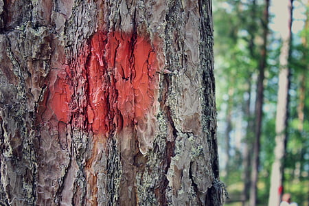 medis, raudona, pažymėtas medis, Gamta, detalus vaizdas, vasaros