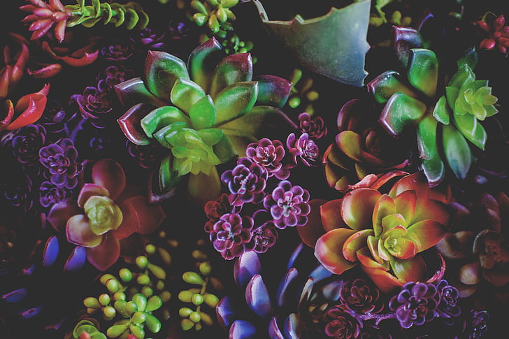 black, pink, green, orange, flowers, painting, succulent