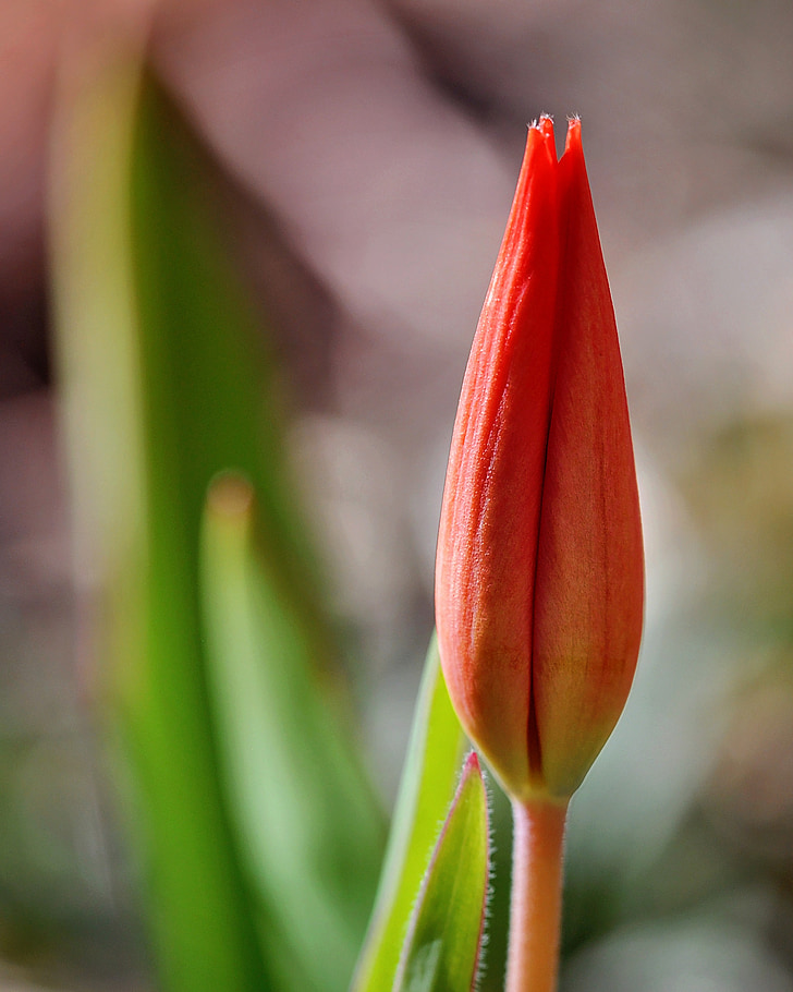 Tulipan, ZAMKNIĘTA, kwiat, Bloom, czerwony, kwiat, roślina