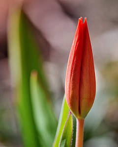 tulip, closed, blossom, bloom, red, flower, plant