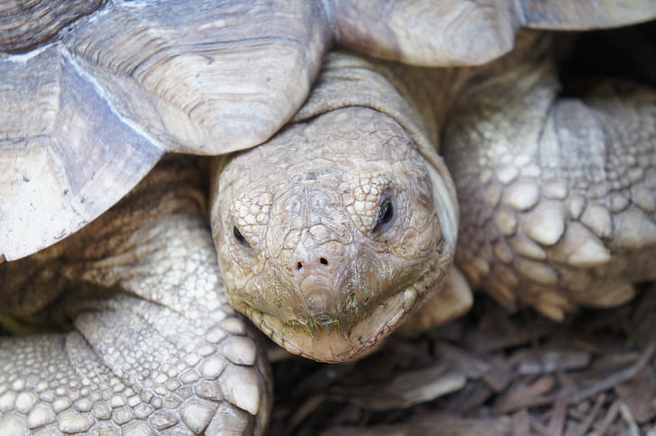 head, turtle, tortoise, shell, animal, reptile, wildlife