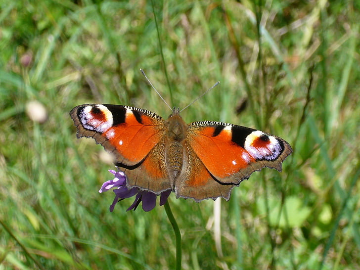 butterfly, peacock butterfly, one animal, animal themes, animals in the wild, animal wildlife, nature