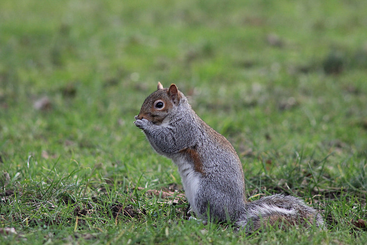 squirrel, nature, wildlife, grass, university of washington seattle, seattle