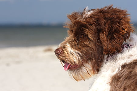 mixed breed dog, beach, dog, baltic sea, pets, one animal, domestic animals