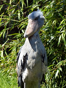 shoebill, bird, big bird, feather, bill, animal, plumage