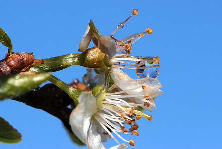 slyva, Prunus domestica, slyvos ώiedas, pavasarį, žydinčių stiebų, žydėti, lietaus lašas
