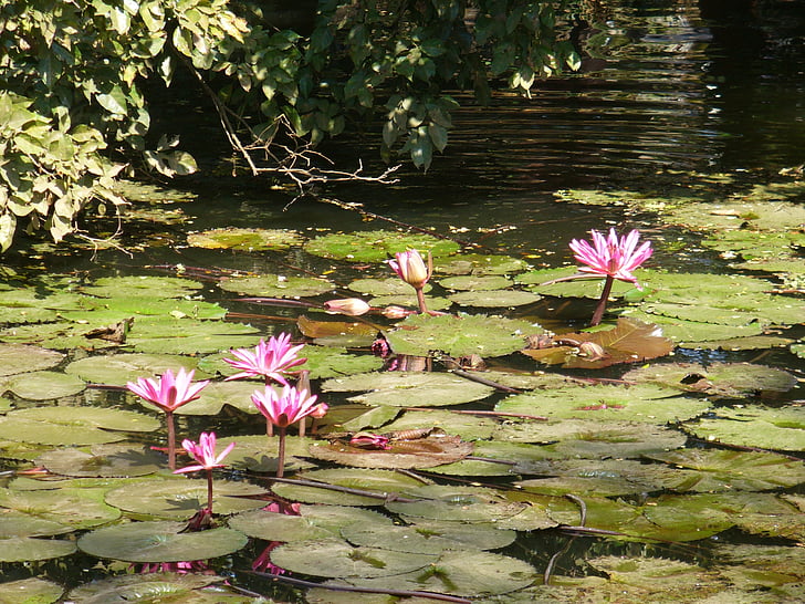 lotus, flower, blossom, plant, pond, aquatic plants, nature
