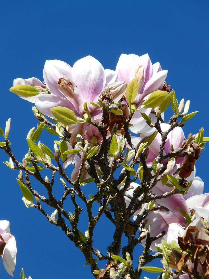 Tulpan magnolia, träd, Bush, Magnolia, magnoliengewaechs, Magnoliaväxter, Blossom