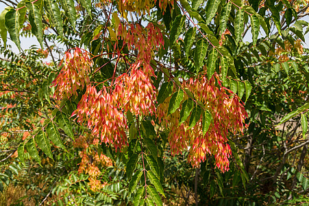 ailanthus altissima, tree of heaven, ailanthus, tree, flora, botany, plant