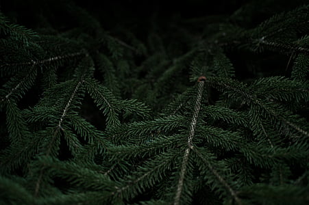 dark, green, leaf, plant, green color, nature, no people