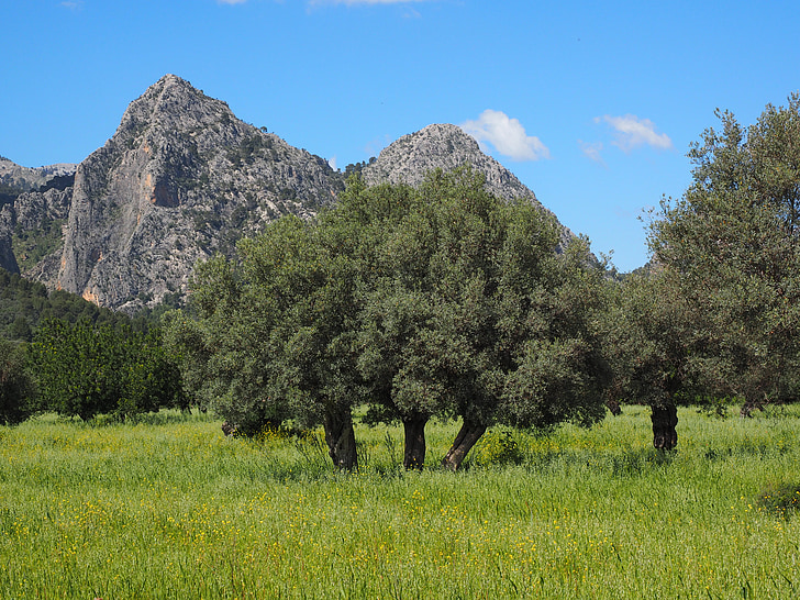 Mallorca, olivo, plantación de olivos, plantación de, árbol, jardín verde oliva, Olivar
