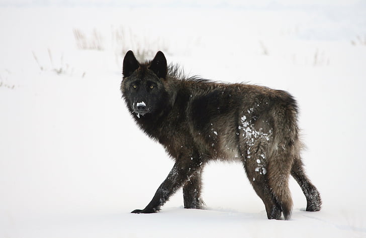 sói, màu đen, màu xám, mùa đông, tuyết, gói, răng nanh