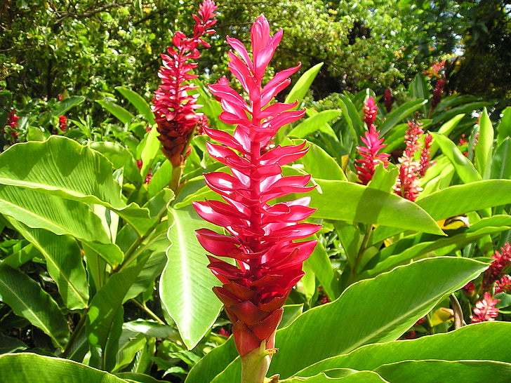 flor, vermelho, planta, natureza, Samoa, exóticas, Mar do Sul