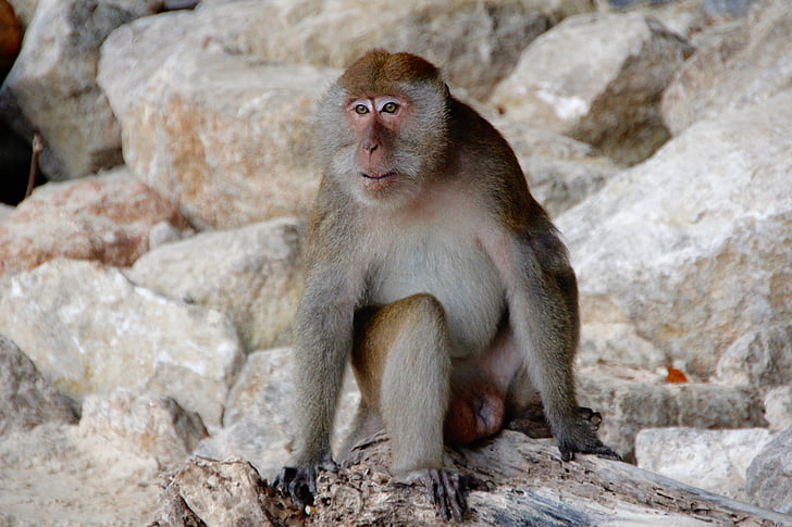 Monkey, makake, Thailand, stranden, macaque, dyr, dyreliv